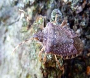 Invasive Stink Bug Could Take Big Bite Out Of Michigan Crops In 2017